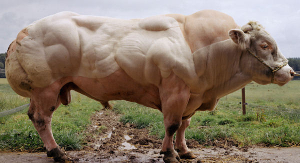 belgian blue bull