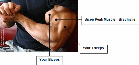 Biceps peak / brachialis