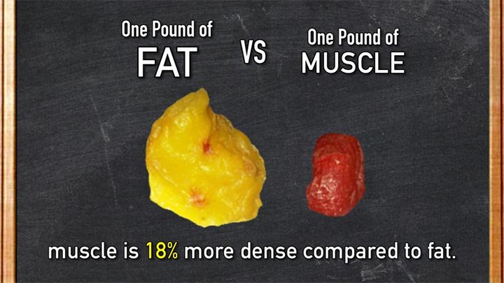 muscle v fat