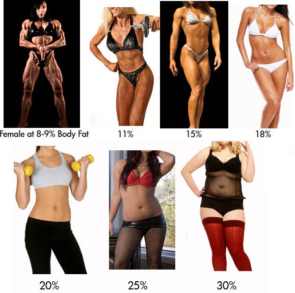 body fat percentages of women